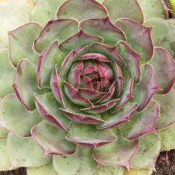 Sempervivum - Dachwurz - Hauswurz